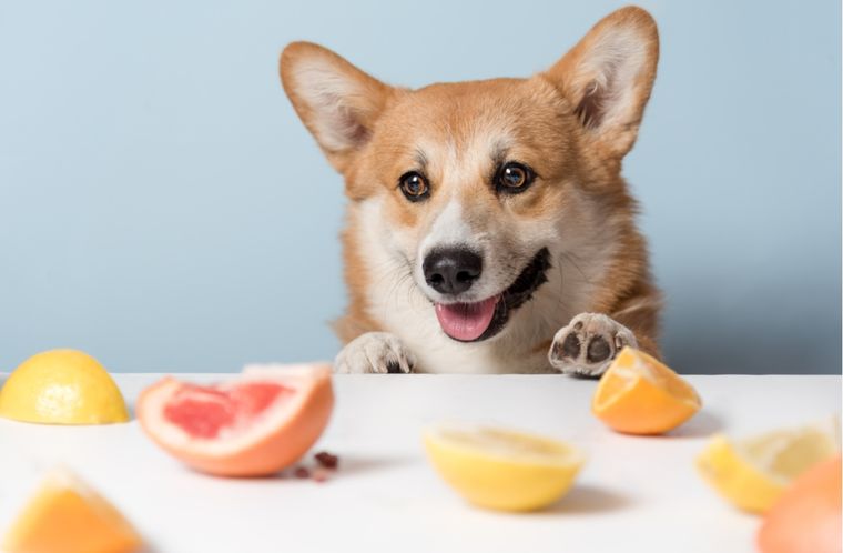 Cada vez más personas eligen preparar comida casera para sus mascotas. Qué ingredientes son seguros y cuáles deben evitarse. Foto: Shutterstock Cada vez más personas eligen preparar comida casera para sus mascotas. Qué ingredientes son seguros y cuáles deben evitarse. Foto: Shutterstock