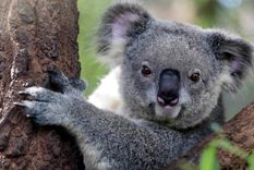 viral: la foto de este koala definitivamente te destrozara el corazon viral: la foto de este koala definitivamente te destrozara el corazon