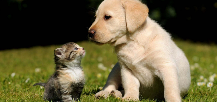 Primeros auxilios para mascotas Foto: WallPaper Cave