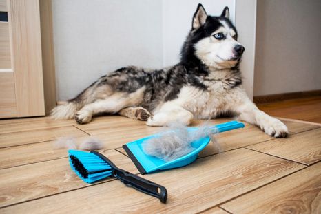 MASCOTAS LA CAÍDA DEL PELO DE LAS MASCOTAS PUEDE SER MUY ABUNDANTE. Foto: SHUTERSTOCK