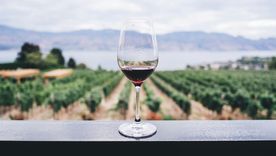 Malbec: vino argentino y bebida nacional, es una variedad de uva morada usada para la elaboración de vinos tintos y blancos. Conocé su historia Foto: Unsplash