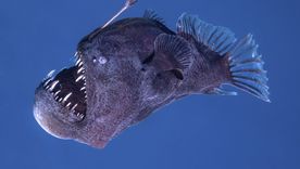 Cada avistamiento de especies de este tipo ofrece nuevas oportunidades para la ciencia y refuerza la importancia de seguir explorando los océanos Foto: EFE