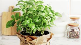 Plantas aromáticas como albahaca y lavanda ayudan a mantener los mosquitos lejos del hogar. Foto: Shutterstock Plantas aromáticas como albahaca y lavanda ayudan a mantener los mosquitos lejos del hogar. Foto: Shutterstock