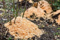 JARDÍN EL ASERRÍN PUEDE TENER PROPIEDADES BENEFICIOSAS DEL JARDÍN Foto: SHUTTERSTOCK