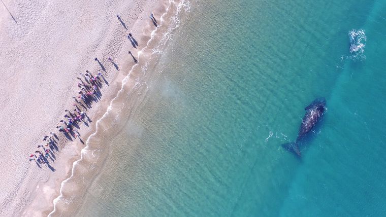 Turistas observan una ballena franca austral Foto: Gentileza Maximiliano Jonas