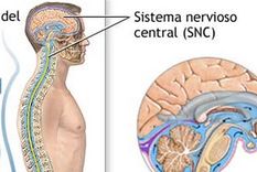 aumentan las esperanzas en el tratamiento de la esclerosis multiple