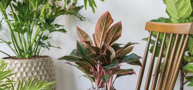 El truco definitivo para cuidar tus plantas de interior Foto: Shutterstock