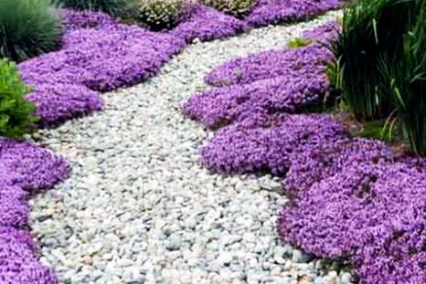 Estas plantas aportan color y aroma al jardín. Foto: etsy.com Estas plantas aportan color y aroma al jardín. Foto: etsy.com