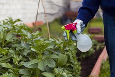 Revive tus plantas.