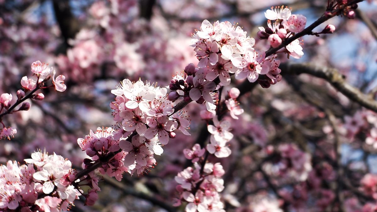 El árbol que florece en invierno y es ideal para sumar color al jardín