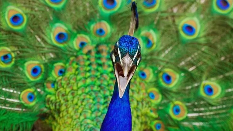 La cola del pavo real es una desventaja en la mayoría de los aspectos de su vida, un impedimento para volar y evadir a los depredadores, excepto por la atracción de una hembra. Foto: GETTY IMAGES