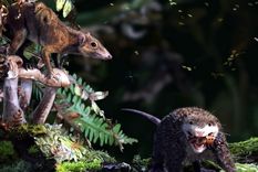 A la izquierda, un progenitor del mamífero primitivo Dryolestes, que cría una prole tras alcanzar la madurez sexual a los cuatro años. Foto: Dpa.