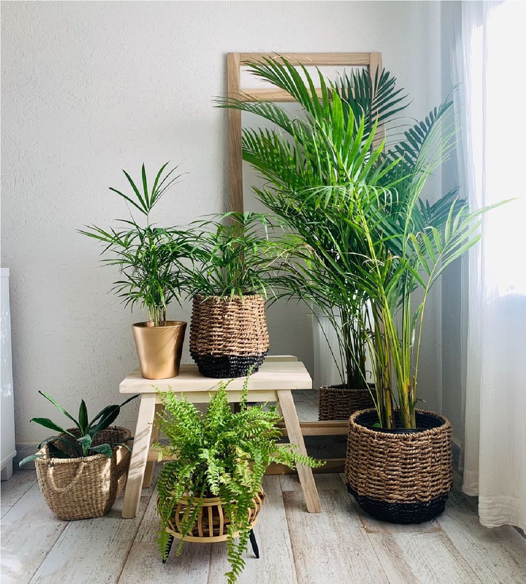 Además de aportar verde y frescura, las plantas pueden resultar grandes aliadas para decorar tu casa. Foto: Instagram