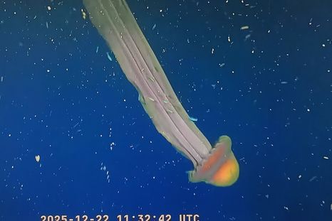 Se trata de Stygiomedusa gigantea, conocida como medusa fantasma gigante. Se trata de Stygiomedusa gigantea, conocida como medusa fantasma gigante.