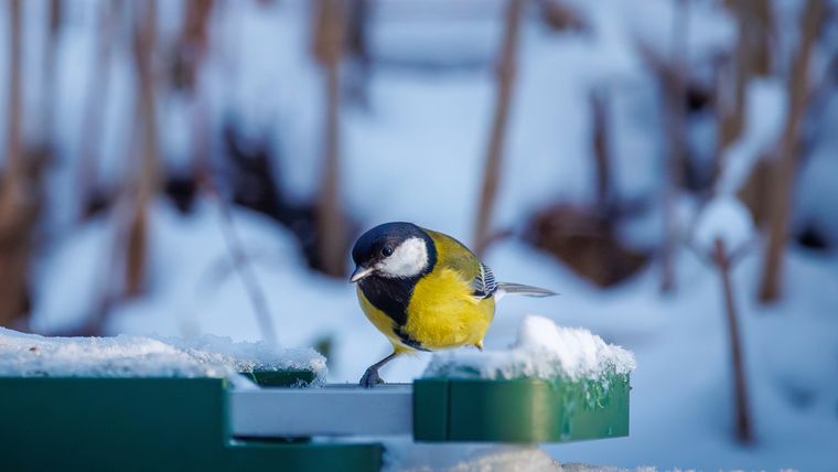 El frío mendocino tiene una ventaja: casi siempre viene acompañado de sol. Aprovechar eso es clave. El frío mendocino tiene una ventaja: casi siempre viene acompañado de sol. Aprovechar eso es clave.