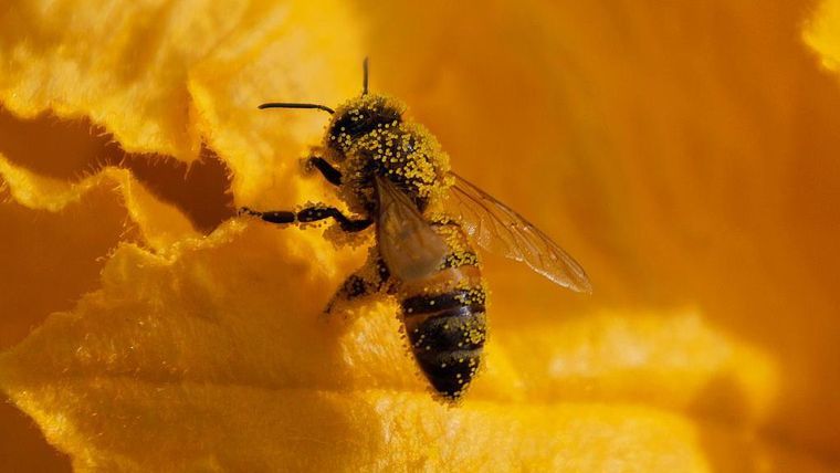 Las abejas adoptan un enfoque democrático para tomar decisiones importantes.