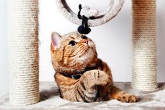 Haz de tu hogar el lugar perfecto para que tu gato ejercite Foto: SHUTTERSTOCK
