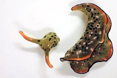 La babosa Elysia f. marginata. Foto: Marca.