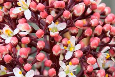 MDZol | Las 8 mejores plantas en macetas que dan flores en invierno