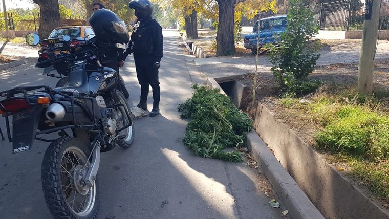Las ramas de cannabis incautadas tenían un peso de casi 8 kilos. Foto: Gentileza.
