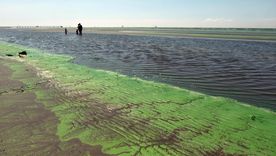 alerta por cianobacterias en el rio de la plata: que son y que efectos pueden causar alerta por cianobacterias en el rio de la plata: que son y que efectos pueden causar