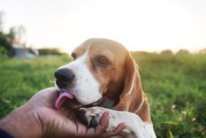 Con este comportamiento, un perro puede estar buscando atención, mostrando sumisión o simplemente explorando su entorno.