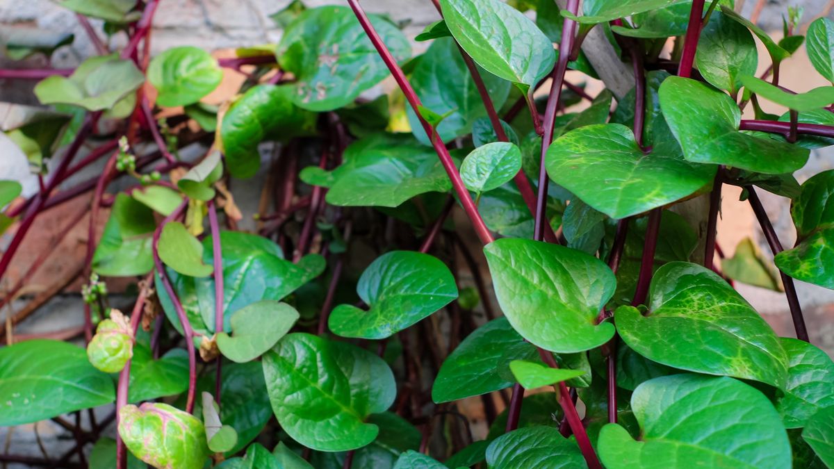 Las 4 verduras ideales para plantar en otoño en el balcón: ocupan poco y crecen rápido