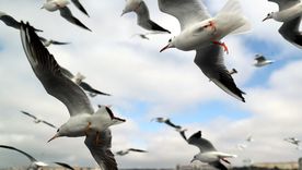 Las aves tienen que adaptarse al calentamiento global que trae el cambio climático. Foto: Efe. Las aves tienen que adaptarse al calentamiento global que trae el cambio climático. Foto: Efe.