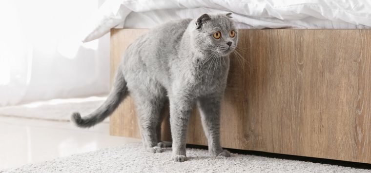Una solución casera para un problema común en mascotas. Foto: Shutterstock