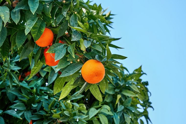 El mejor abono que recomiendan los que saben de jardinería. Fuente: Freepik.