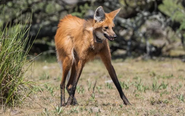 Su estado de conservación es casi amenazado, aunque no se ven ejemplares en muchos territorios donde antes había Foto: Télam