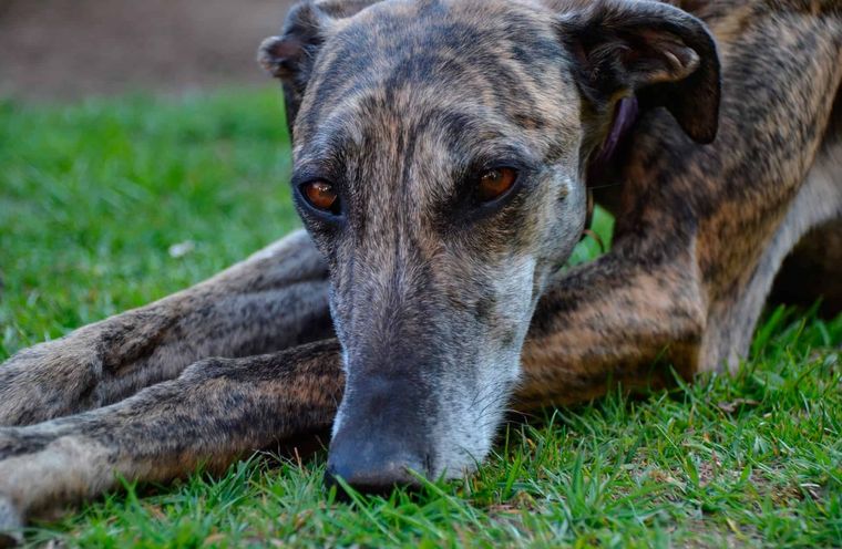 Raza de perro perfecta como mascota Foto: Archivo