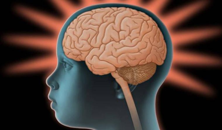 cerebro niños Hay preocupación en Estados Unidos. Foto: Sutherstock.