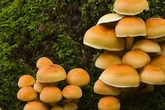 describen mas de 80.000 nuevas especies de hongos