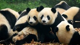 Foto: BBCMundo / Getty