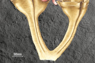 MDZol | Así se veía la Auroralumina attenboroughii hace 560 millones de años. Foto: SIMON HARRIS/RHIAN KENDALL/BGS/UKRI