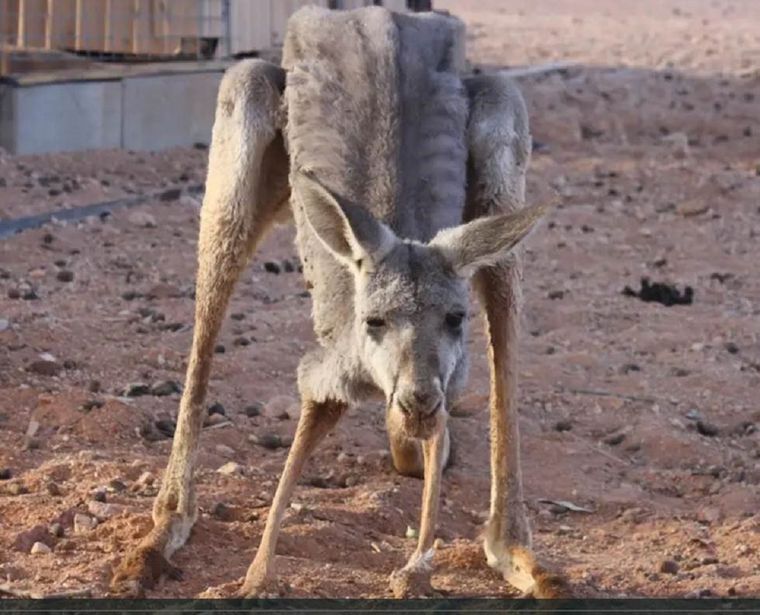 Foto: animalsaustralia.org