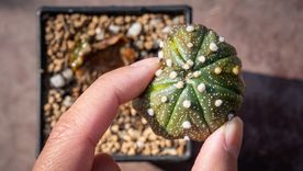 Estos es lo que le puede pasar a tu cactus si no le da el sol a tus cactus Foto: Shutterstock