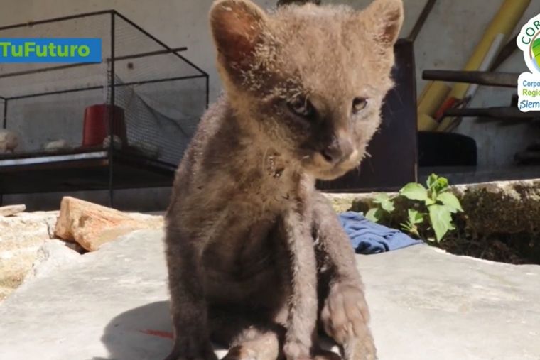 campesino, gato, puma