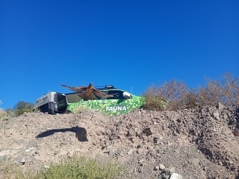 Un gavilán fue liberado tras un proceso de recuperación en el Ecoparque. Un gavilán fue liberado tras un proceso de recuperación en el Ecoparque.