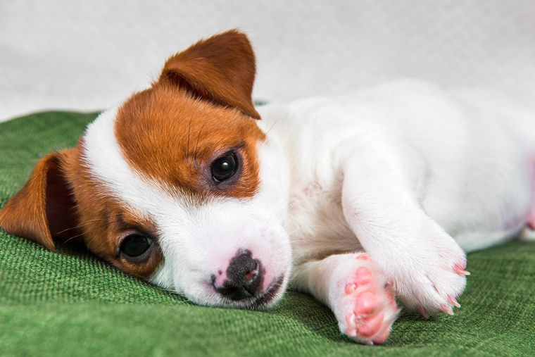 Estas son las razas de perros más tranquilas Foto: SHUTTERSTOCK