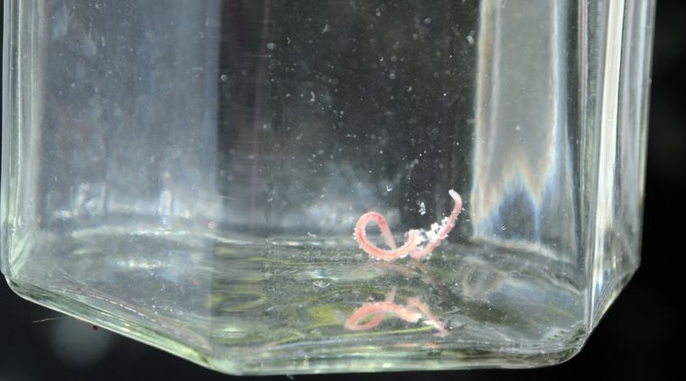 Foto: Alf Ponce / MDZ