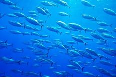 Getty Images Foto: Getty Images