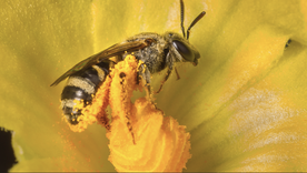 Las abejas son consideradas las mayores polinizadoras del planeta. Las abejas son consideradas las mayores polinizadoras del planeta.