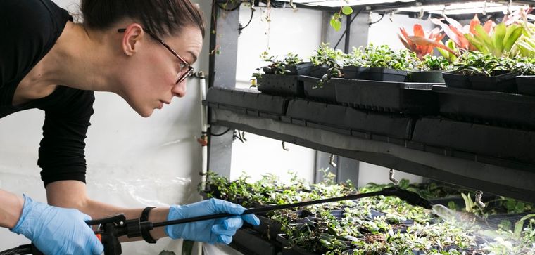 Cultivar sin tierra ahorra espacio y es respetuosa con el medio ambiente. Foto: Freepik