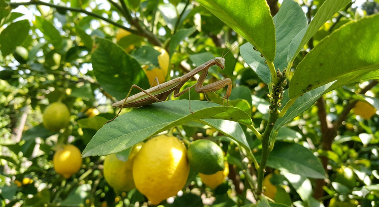 La ruda es una de las plantas que ayuda al limonero. La ruda es una de las plantas que ayuda al limonero.