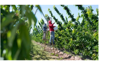 Miles de trabajadores llegan del norte del país para trabajar en la cosecha de Neuquén y Río Negro. Foto: LM de Neuquén.