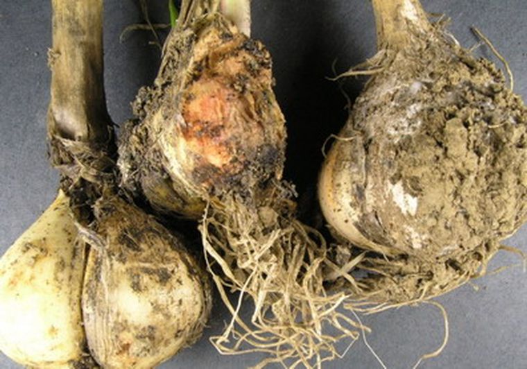 La plaga inutiliza el suelo al menos por 20 años.