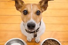 Si querés saber en qué colores ve tu perro, leelo en esta nota, ¡Te sorprenderá! Foto: Shutterstock