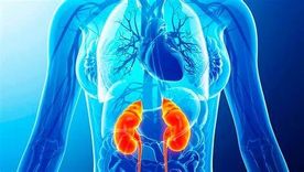 El día Mundial del Riñón 2026 se conmemora el 12 de marzo.